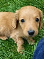 Red Male , a male Miniature Dachshund for sale in Kokomo, IN – 1 of 1