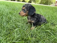 Male 1 , a male Miniature Dachshund for sale in Kokomo, IN – 4 of 4