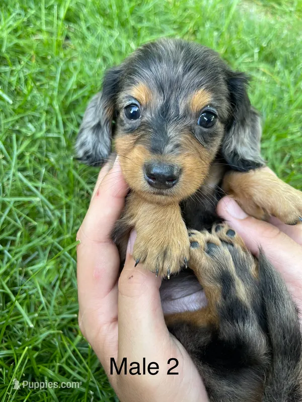 Male 2  – Miniature Dachshund puppy for sale in Kokomo, IN