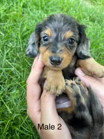 Male 2 , a male Miniature Dachshund for sale in Kokomo, IN – 1 of 3