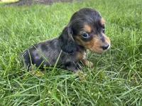 Male 3 , a male Miniature Dachshund for sale in Kokomo, IN – 2 of 3