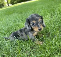 Male 2 , a male Miniature Dachshund for sale in Kokomo, IN – 3 of 3