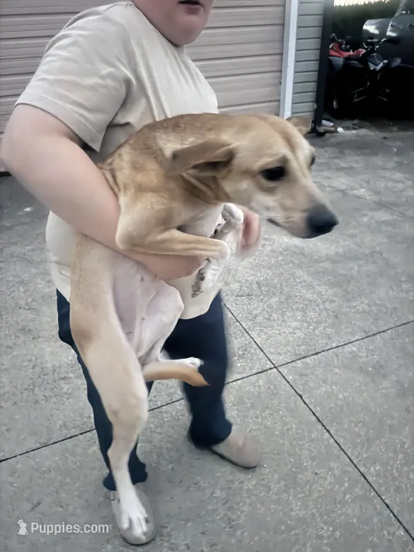 Female – Treeing Feist puppy for sale in Kokomo, IN