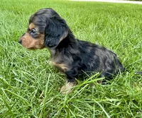 Male 1 , a male Miniature Dachshund for sale in Kokomo, IN – 3 of 4