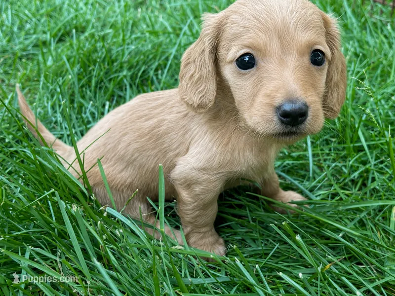 Female 1  – Miniature Dachshund puppy for sale in Kokomo, IN