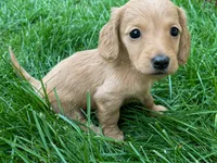 Female 1 , a female Miniature Dachshund for sale in Kokomo, IN – 1 of 1