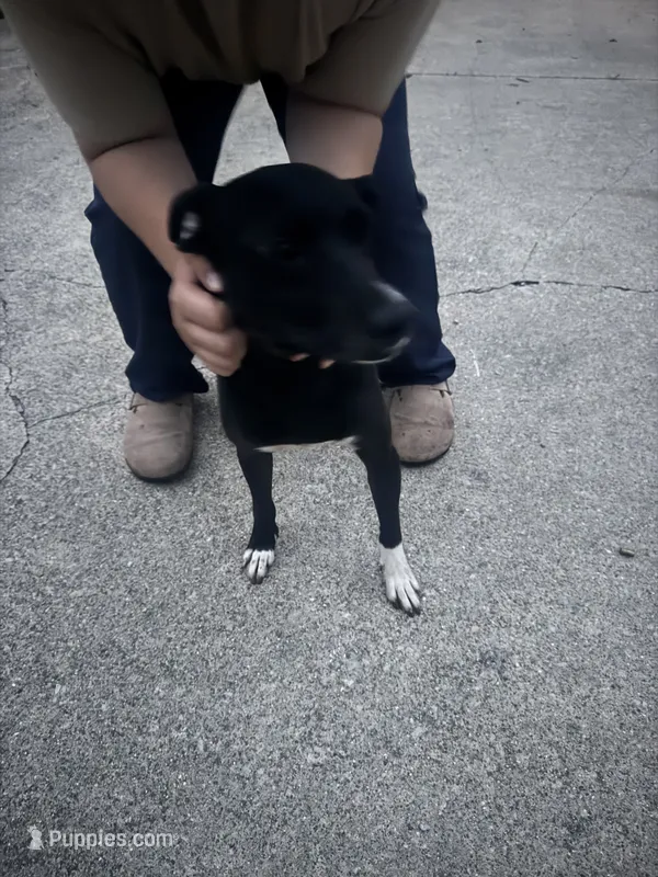 Male  – Treeing Feist puppy for sale in Kokomo, IN