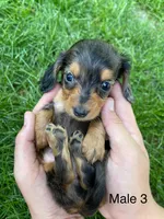 Male 3 , a male Miniature Dachshund for sale in Kokomo, IN – 1 of 3