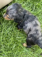 Male 1 , a male Miniature Dachshund for sale in Kokomo, IN – 2 of 4