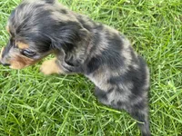 Male 2 , a male Miniature Dachshund for sale in Kokomo, IN – 2 of 3