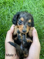 Male 1 , a male Miniature Dachshund for sale in Kokomo, IN – 1 of 4