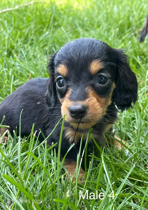 Black & Tan, a male Miniature Dachshund for sale in Kokomo, IN – 1 of 2
