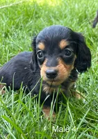 Black & Tan, a male Miniature Dachshund for sale in Kokomo, IN – 1 of 2