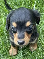 Black & Tan, a male Miniature Dachshund for sale in Kokomo, IN – 2 of 2