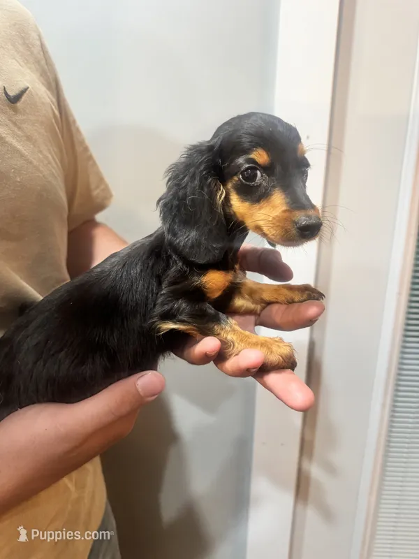 Male  – Miniature Dachshund puppy for sale in Kokomo, IN