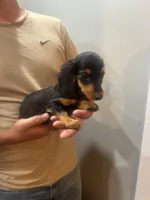 Male , a male Miniature Dachshund for sale in Kokomo, IN – 3 of 4