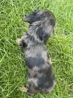 Male 3 , a male Miniature Dachshund for sale in Kokomo, IN – 3 of 3