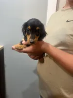 Male , a male Miniature Dachshund for sale in Kokomo, IN – 2 of 4