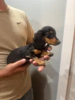 Male , a male Miniature Dachshund for sale in Kokomo, IN – 4 of 4