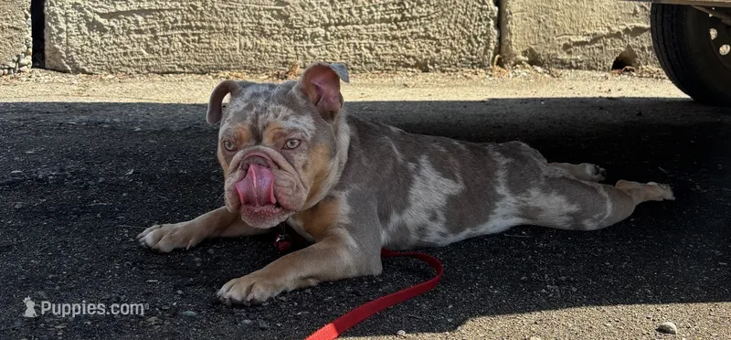 Winnie – English Bulldog puppy for sale in Rochester Hills, MI