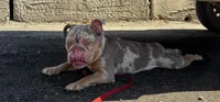 Winnie, a female English Bulldog for sale in Rochester Hills, MI – 1 of 6