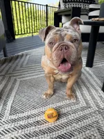 Winnie, a female English Bulldog for sale in Rochester Hills, MI – 6 of 6
