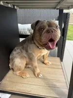Winnie, a female English Bulldog for sale in Rochester Hills, MI – 4 of 6