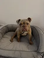 Winnie, a female English Bulldog for sale in Rochester Hills, MI – 2 of 6