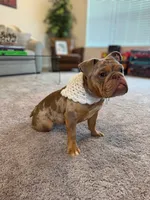 Winnie, a female English Bulldog for sale in Rochester Hills, MI – 5 of 6