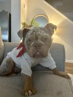 Winnie, a female English Bulldog for sale in Rochester Hills, MI – 3 of 6