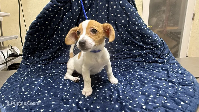 Daisy – Chiweenie puppy for sale in Spring Hill, FL