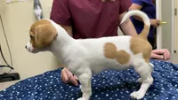 Daisy, a female Chiweenie for sale in Spring Hill, FL – 3 of 4