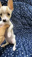 Hammy, a female Chiweenie for sale in Spring Hill, FL – 4 of 4