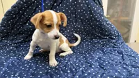Daisy, a female Chiweenie for sale in Spring Hill, FL – 2 of 4