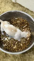 Hammy, a female Chiweenie for sale in Spring Hill, FL – 3 of 4