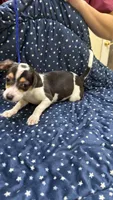 Pippa, a female Chiweenie for sale in Spring Hill, FL – 3 of 3