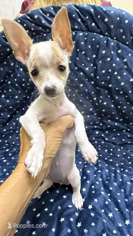 Hammy – Chiweenie puppy for sale in Spring Hill, FL