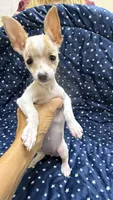 Hammy, a female Chiweenie for sale in Spring Hill, FL – 1 of 4