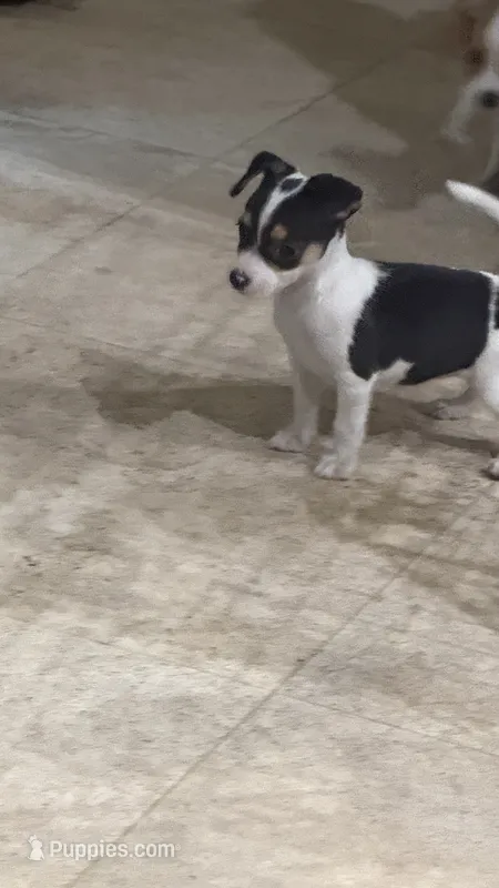 Pippa – Chiweenie puppy for sale in Spring Hill, FL