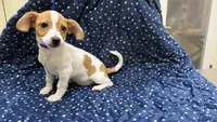 Daisy, a female Chiweenie for sale in Spring Hill, FL – 4 of 4
