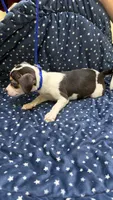 Pippa, a female Chiweenie for sale in Spring Hill, FL – 2 of 3