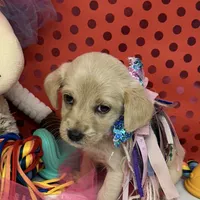 Mattie, a female Labradoodle for sale in Covington, LA – 1 of 1