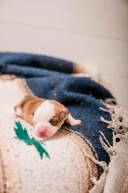 Rain – Pembroke Welsh Corgi puppy for sale in Weatherford, TX