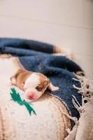 Rain, a female Pembroke Welsh Corgi for sale in Weatherford, TX – 1 of 3