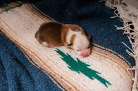 Rain, a female Pembroke Welsh Corgi for sale in Weatherford, TX – 3 of 3