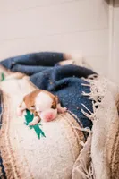Rain, a female Pembroke Welsh Corgi for sale in Weatherford, TX – 2 of 3
