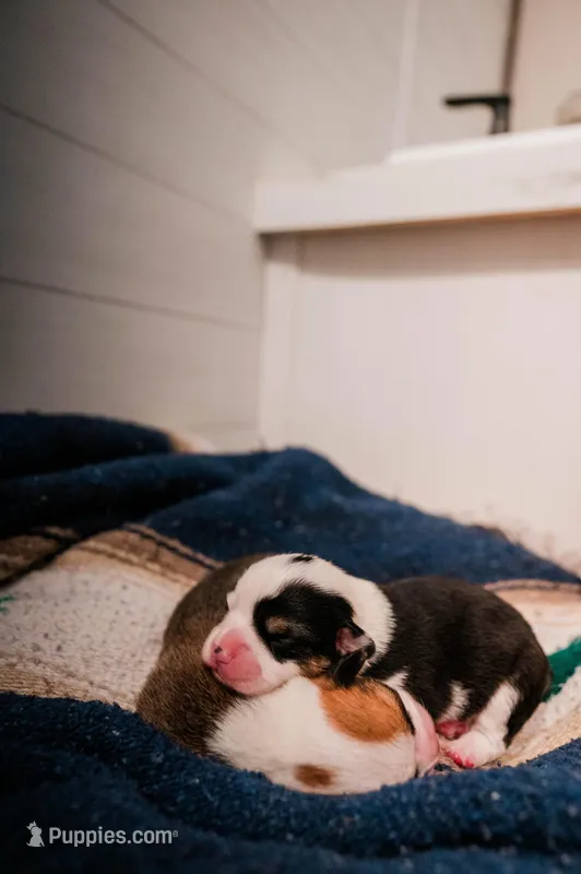 Storm – Pembroke Welsh Corgi puppy for sale in Weatherford, TX