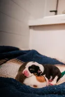 Storm, a female Pembroke Welsh Corgi for sale in Weatherford, TX – 1 of 4