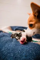Storm, a female Pembroke Welsh Corgi for sale in Weatherford, TX – 2 of 4