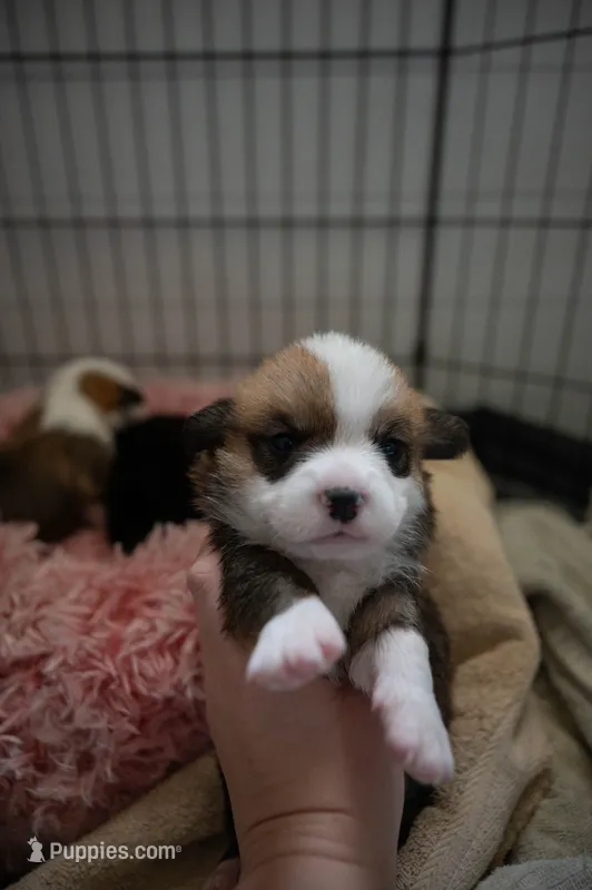 Lightning  – Pembroke Welsh Corgi puppy for sale in Weatherford, TX